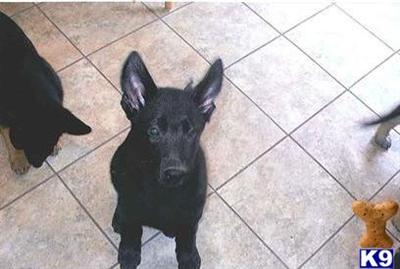 Puppies in IN
